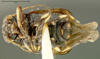 Media type: image;   Entomology 24923 Aspect: habitus ventral view
